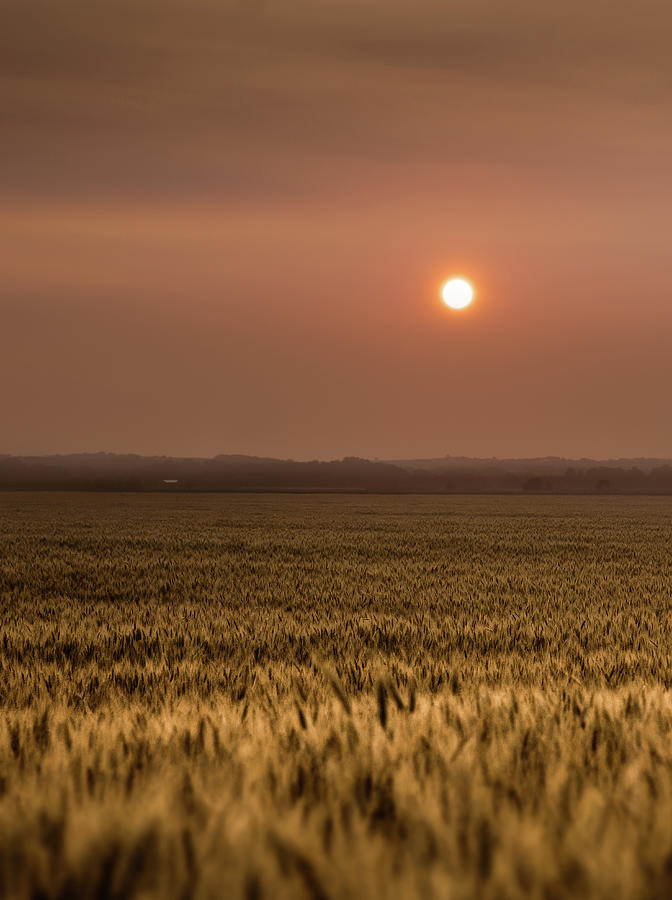 Sunset Over A Wheat Field 2 Photograph by Jake Olson Studios Blair Nebraska