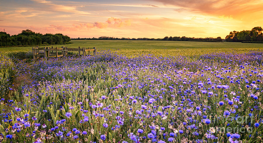 Sunset Over A Wild Flowers In Cornwall Photograph by Lukasz Pajor ...