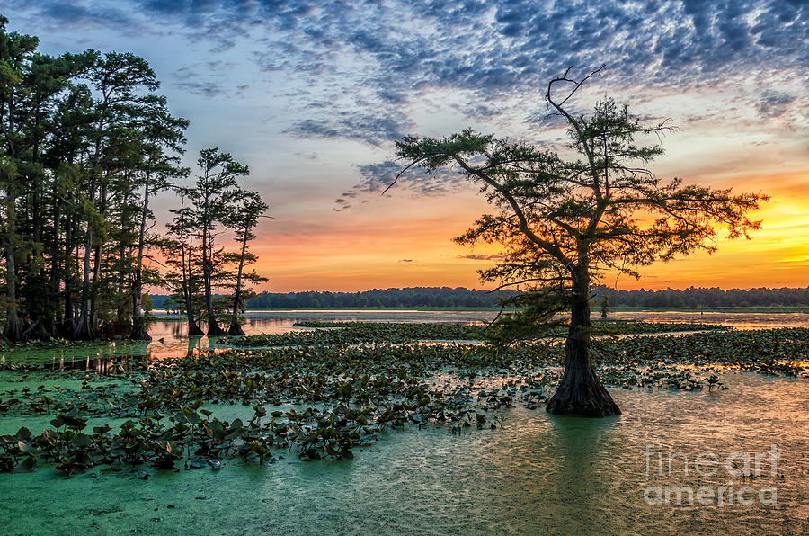 Beauty Photograph - Sunset Over Bald Cypress From Grassy by Anthony Heflin Beauty Photograph - Sunset Over Bald Cypress From Grassy by Anthony Heflin