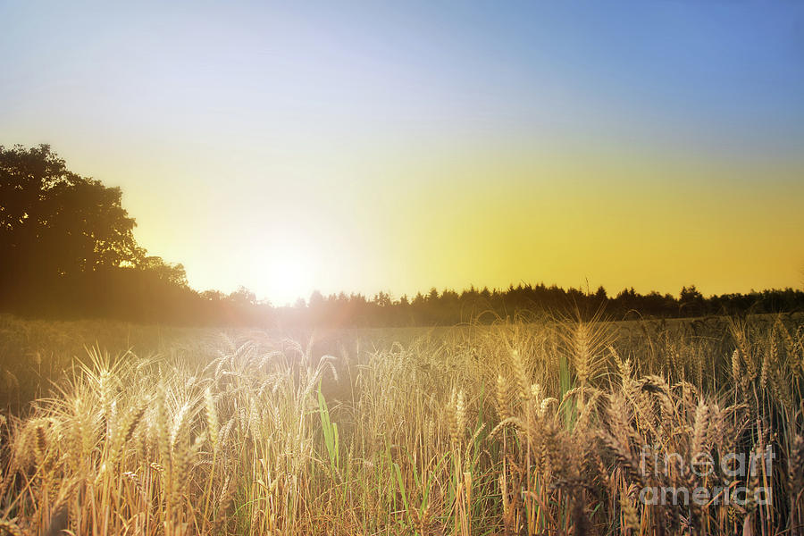 Sunset Over Cornfield Photograph By Gregory Dubus Fine Art America