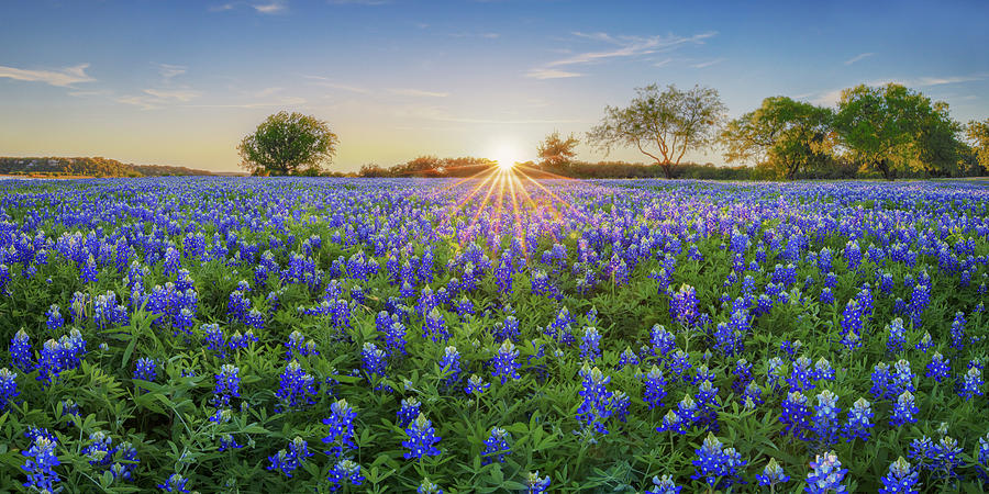 Sunset over Hill Country Bluebonnets Panorama 1 Photograph by Rob Greebon