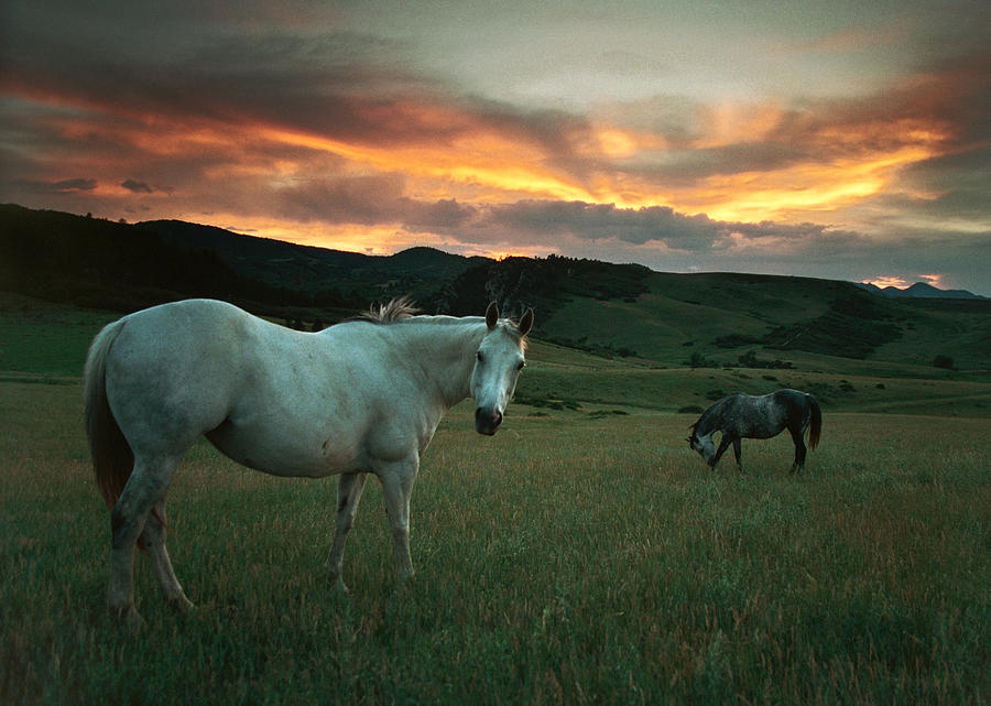 Sunset Over Horses And Hills, Colorado Photograph by Milehightraveler