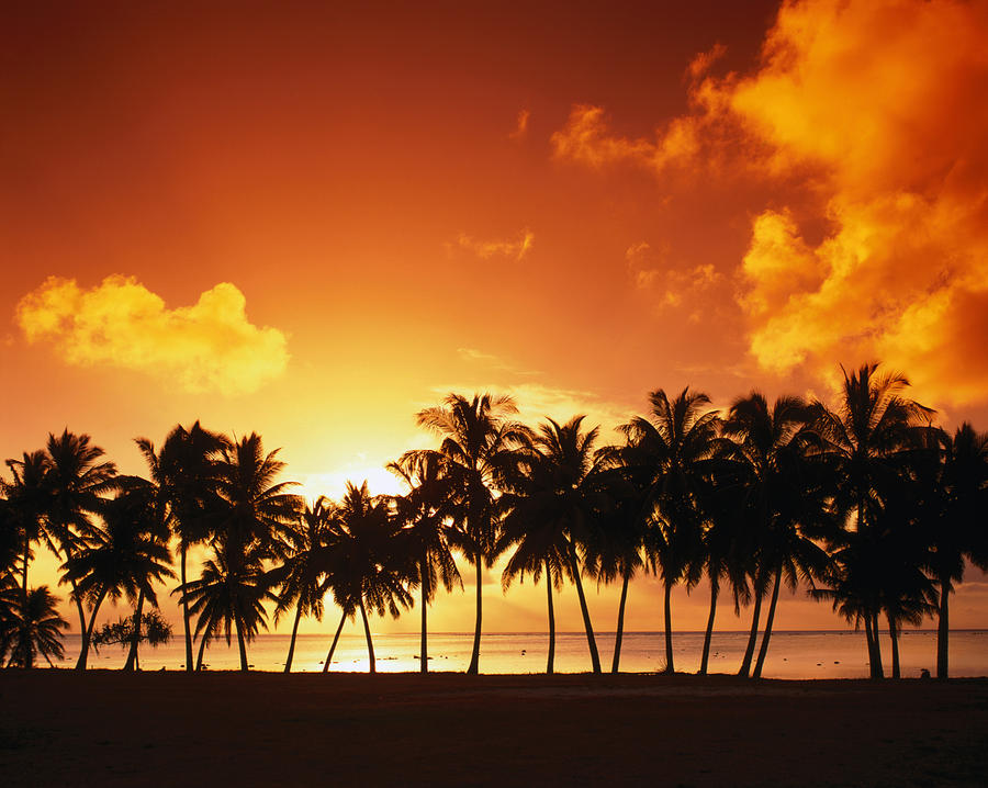 Sunset Over Palm Trees On West Coast Photograph by Manfred Gottschalk