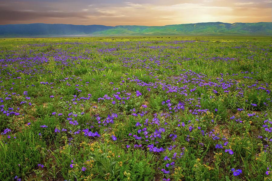 Sunset Over Purple Lacy Phacelia at Carrizo Plain - Superbloom 2017 Photograph by Lynn Bauer