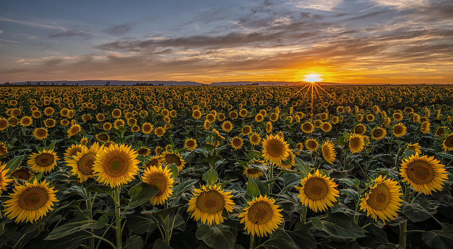 Sunset Over Sunflower Field Photograph by April Xie