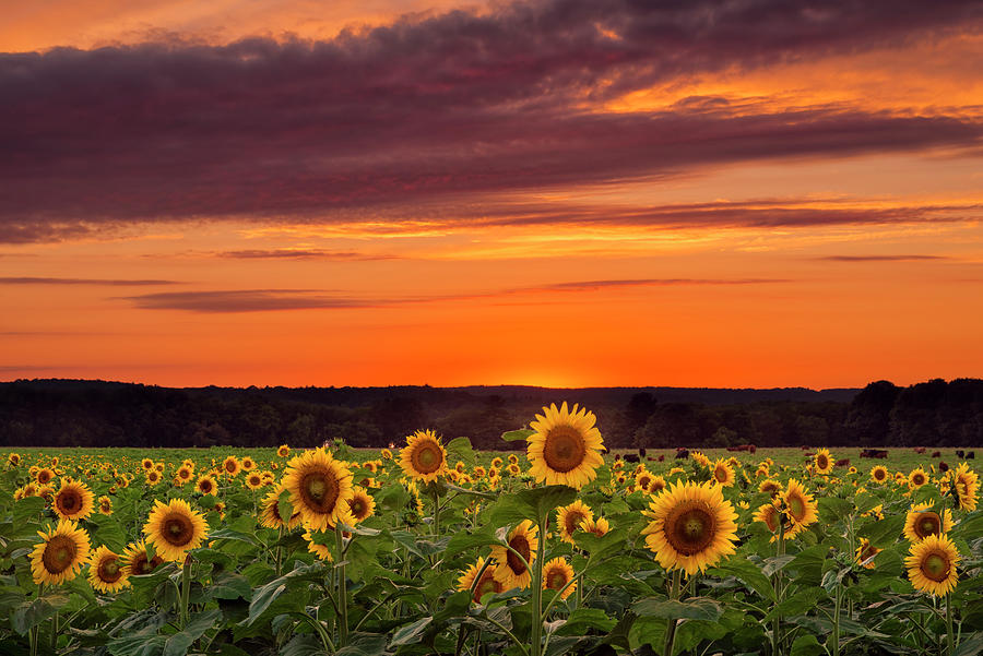 Sunset Photograph - Sunset Over Sunflowers by Michael Blanchette Photography