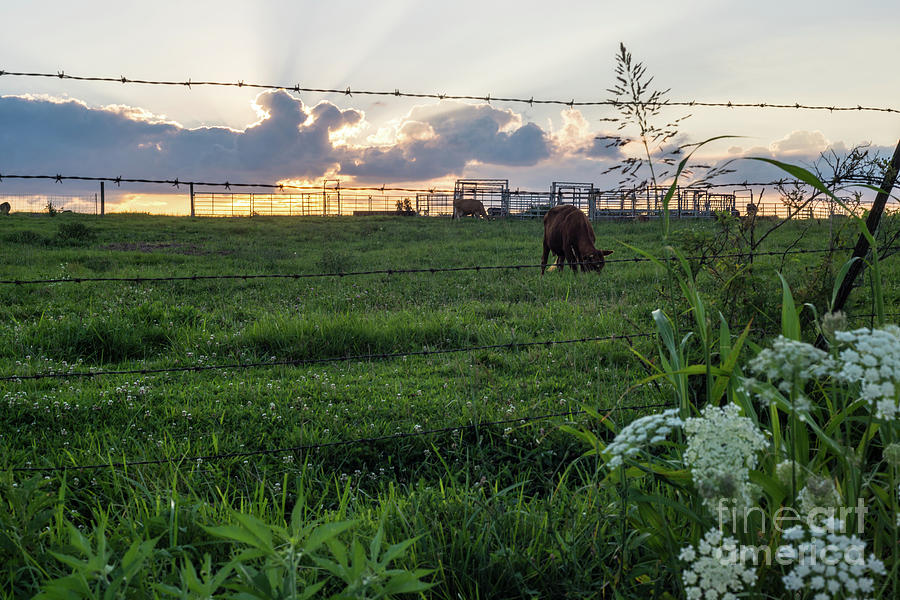 Sunset Over The Cattle Farm Photograph by Jennifer White