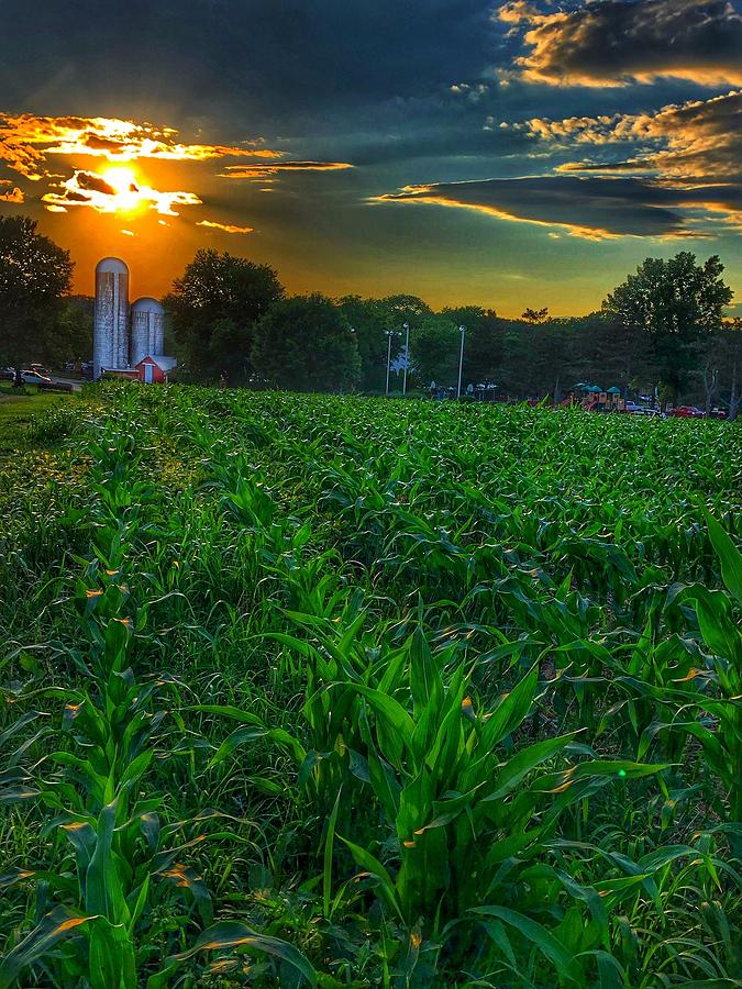 Sunset Over The Cornfield Photograph By Kelley Burnes