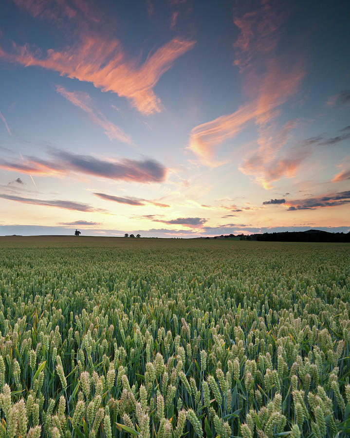 Sunset Over The Crop Fields Of Essex Photograph by Esen Tunar Photography