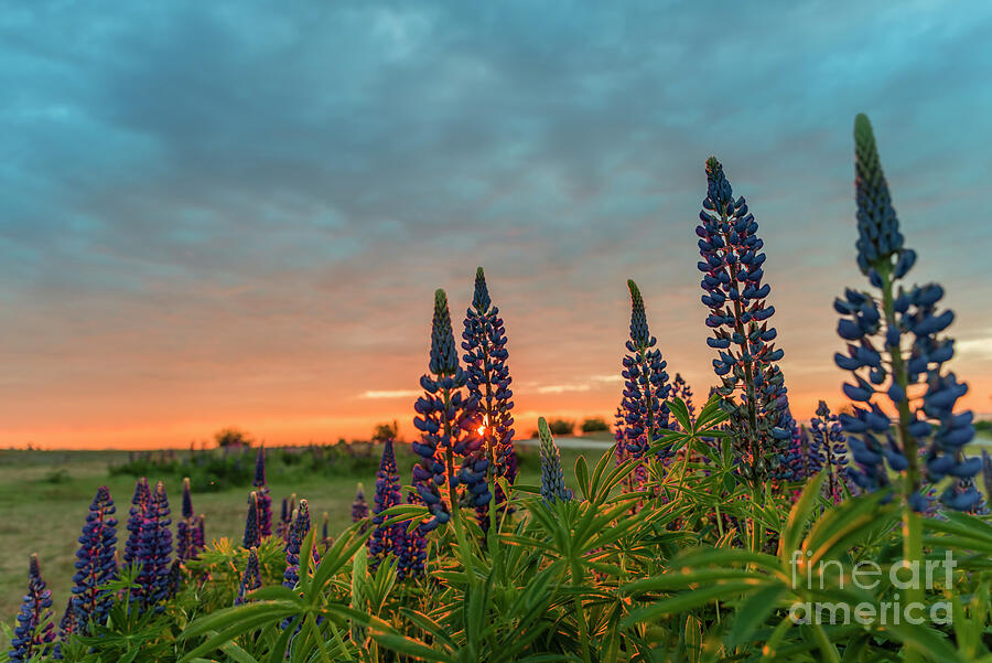 Sunset Photograph - Sunset over the field with blue flowers by Viktor Birkus