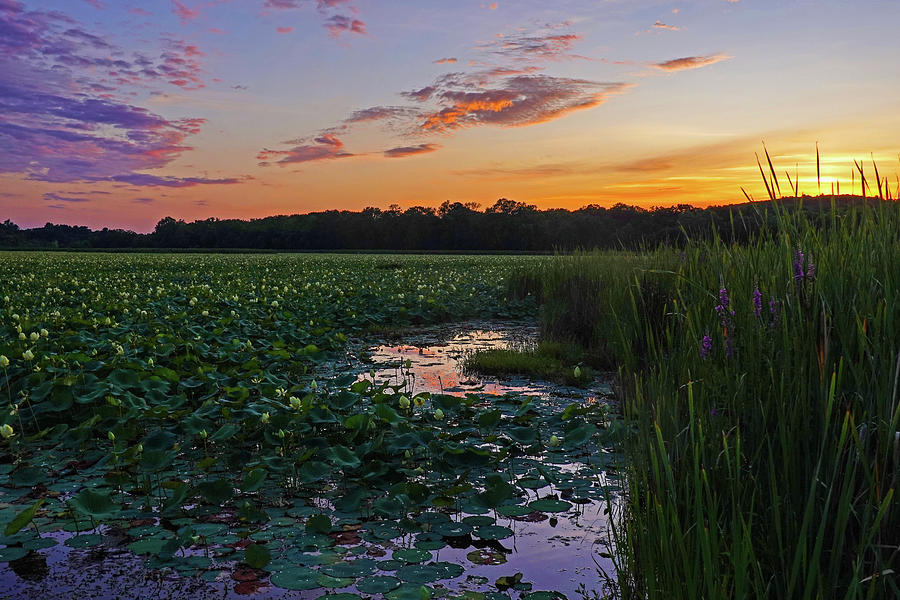 Sunset Over The Great Meadows in Concord MA Lotus Bloom Photograph by Toby McGuire