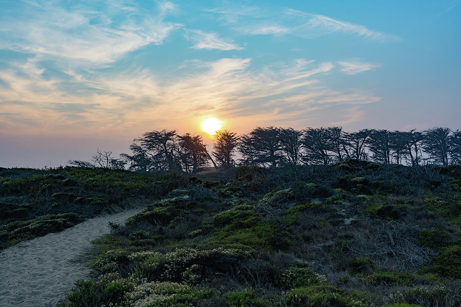 Sunset Over Windwept Trees Photograph by Liz Albro