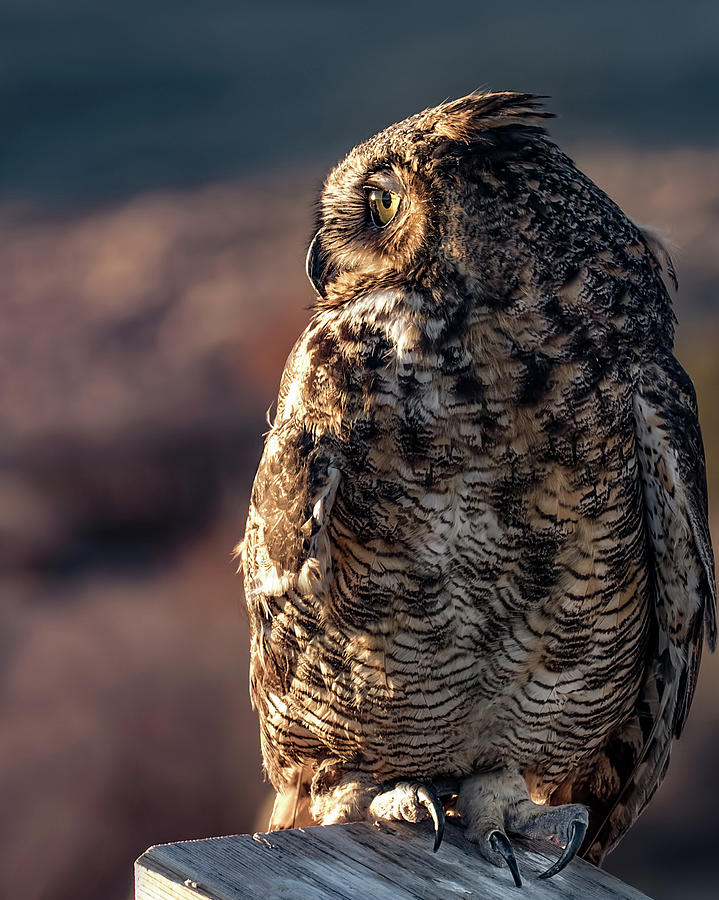 Sunset Owl Photograph by Dawn Key