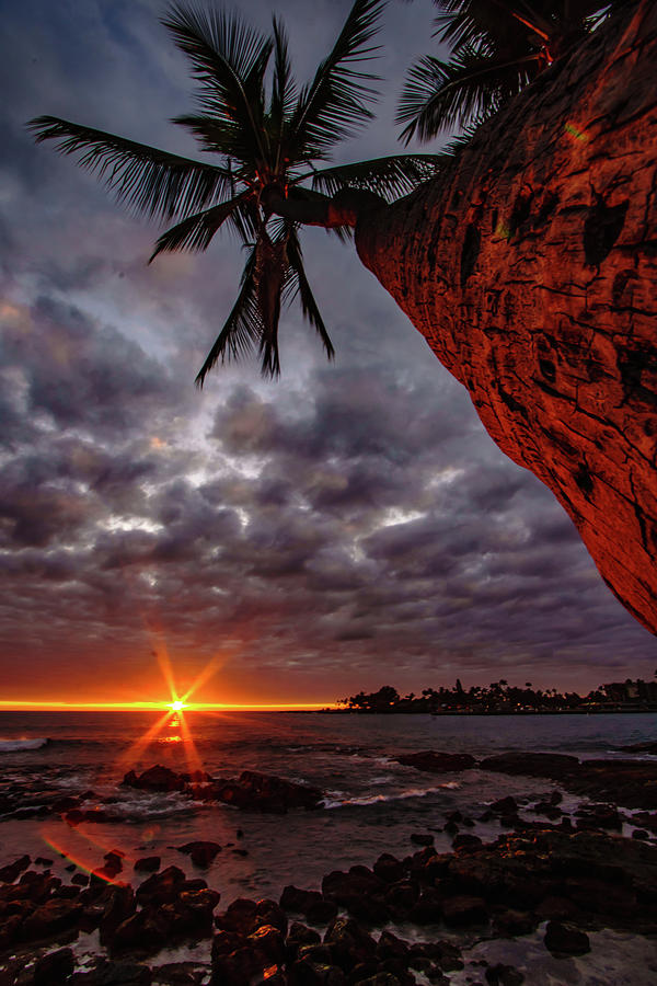 Sunset Palm Photograph by John Bauer