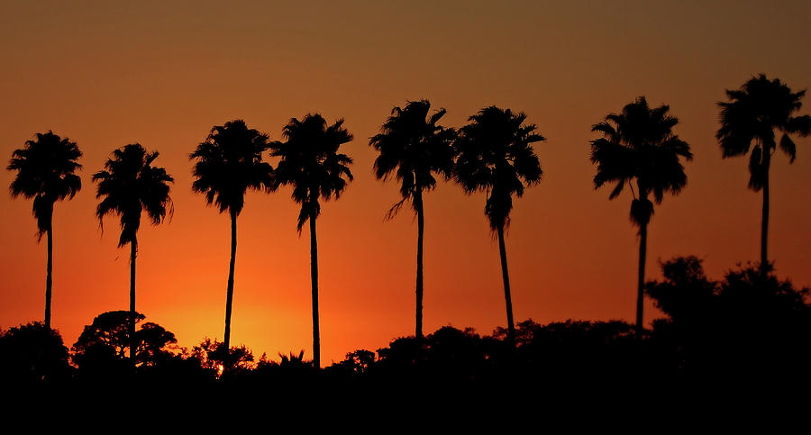 Sunset Palm Silhouettes Photograph by HH Photography of Florida