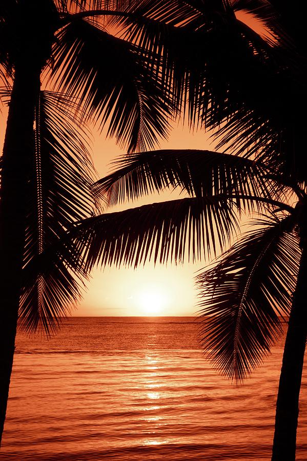 Art Photography Sunset Palm Trees