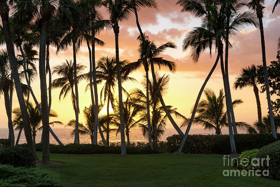 Sunset Palms by Brian Jannsen Sunset Palms by Brian Jannsen