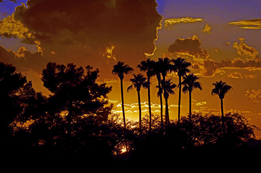 Sunset Palms Photograph by Hazel Vaughn