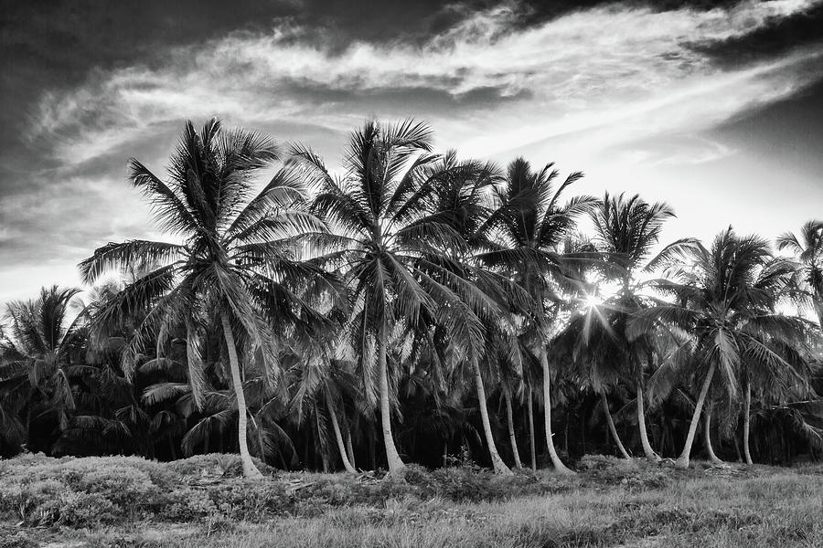 Sunset Palms Photograph by Shirley Mitchell