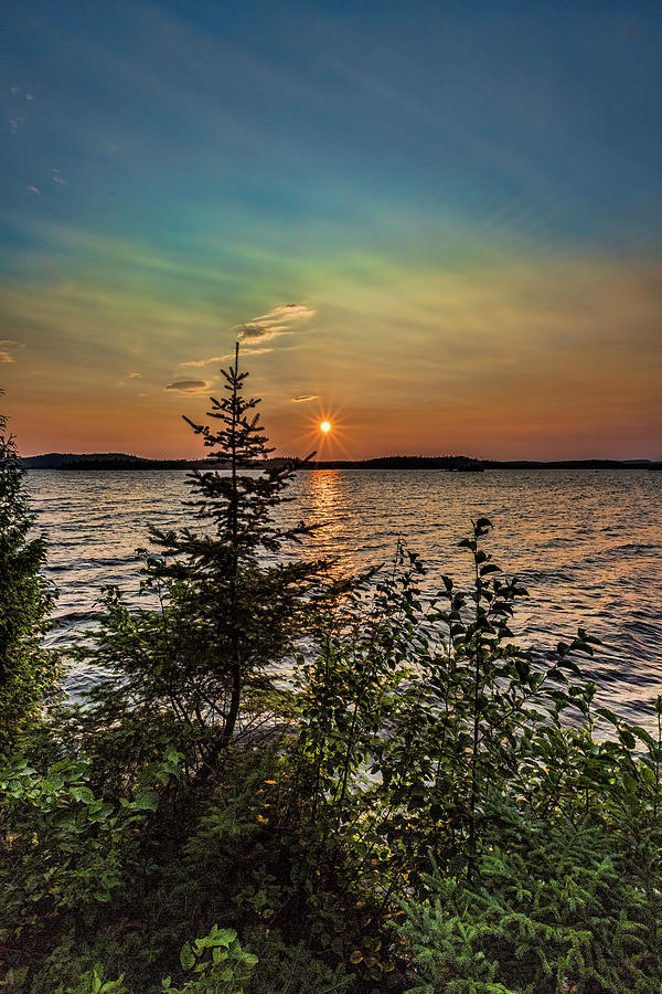 Sunset pine Photograph by Joe Holley