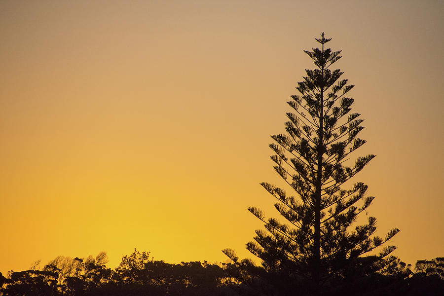 Sunset Pine Photograph by Mark Hunter