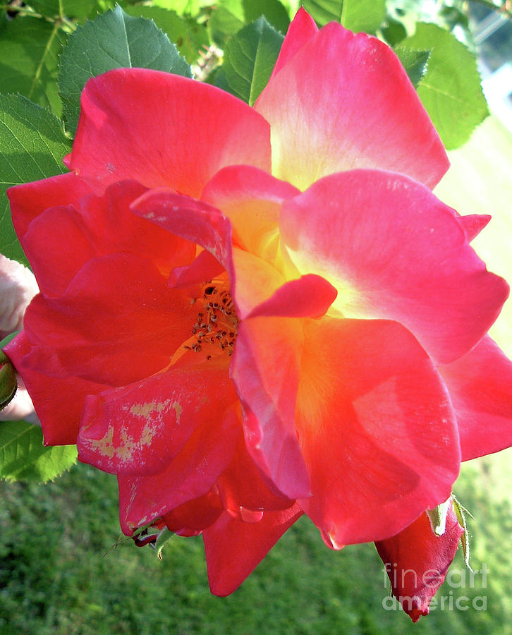 Sunset Rose Photograph by Belinda Landtroop