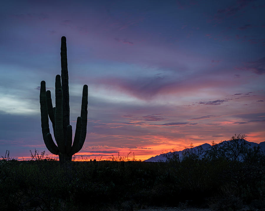 Sunset Saguaro Photograph by Laura Hedien