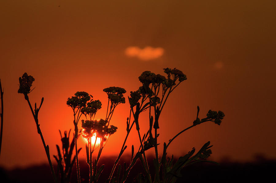 Sunset shadow Photograph by Namushi Mwananyambe - Fine Art America