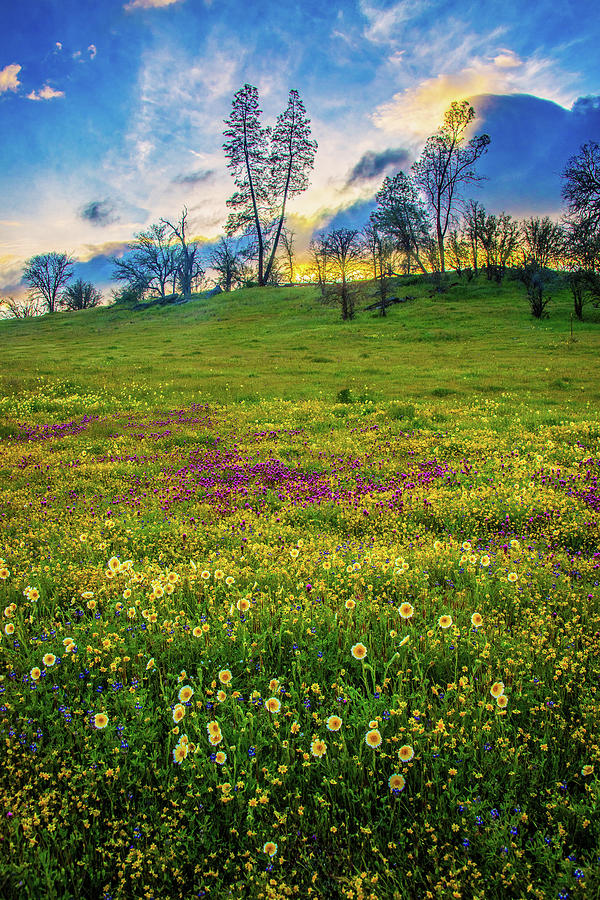 Sunset Skies and Wildflowers at Shell Creek Vertical - Superbloom 2019 Photograph by Lynn Bauer