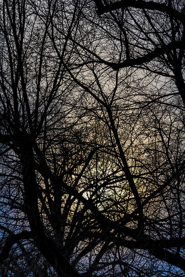 Sunset Sky and Trees Photograph by Robert Ullmann