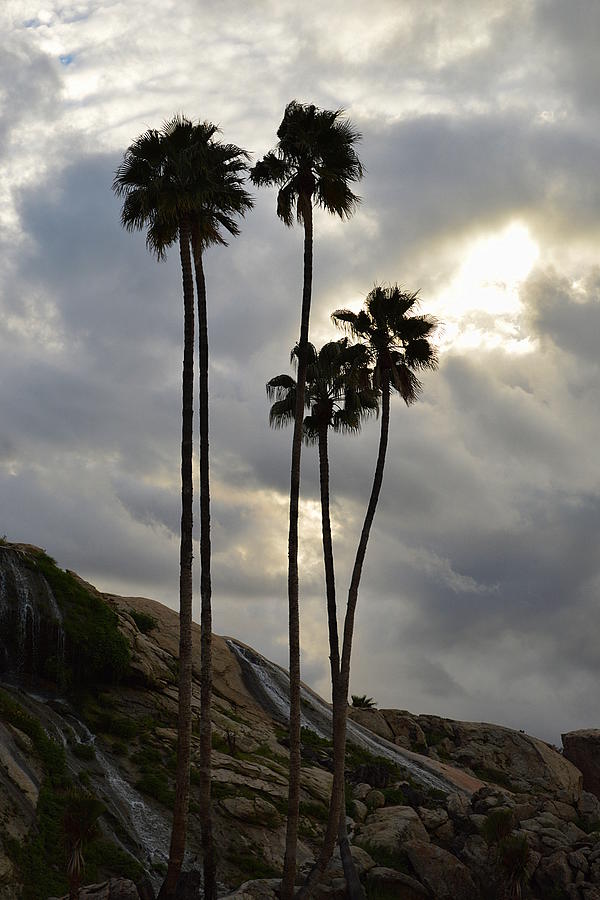 Sunset Springs And Palms Photograph