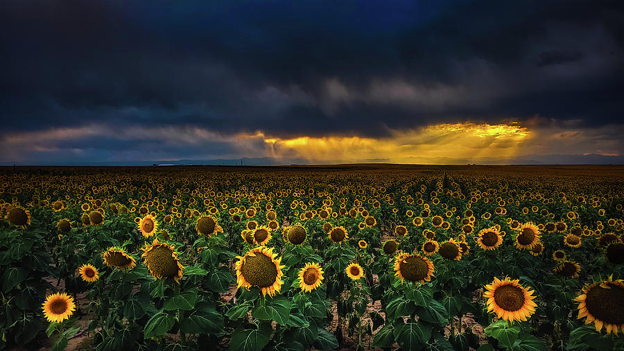 Sunset Storms Sunflowers Photograph by John De Bord