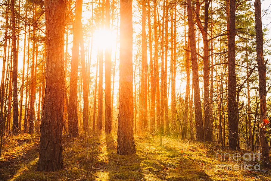 Forest Photograph - Sunset Sunrise In Atumn Coniferous by Grisha Bruev Forest Photograph - Sunset Sunrise In Atumn Coniferous by Grisha Bruev