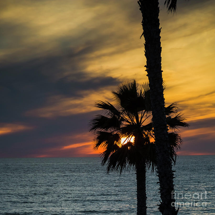 Sunset through a palm Photograph by Agnes Caruso