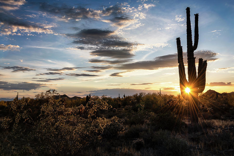 Sunset Photograph - Sunset Through The Arms Of The Saguaro  by Saija Lehtonen