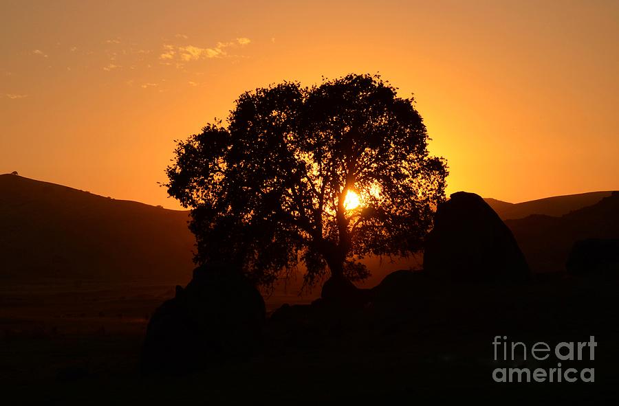 Sunset Through the Oak Tree Photograph by Debby Pueschel