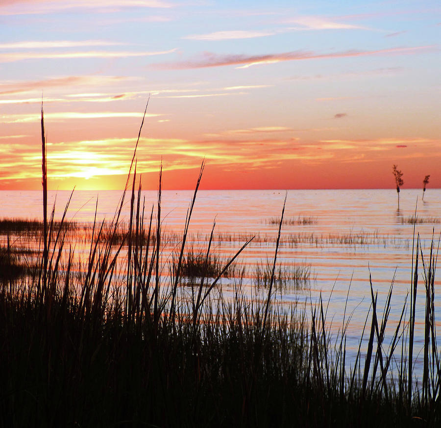Sunset Through the Reeds Photograph by Sharon Williams Eng