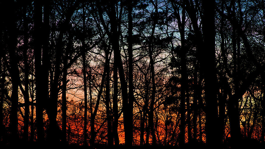 Sunset Through the Trees of Winter Photograph by James-Allen