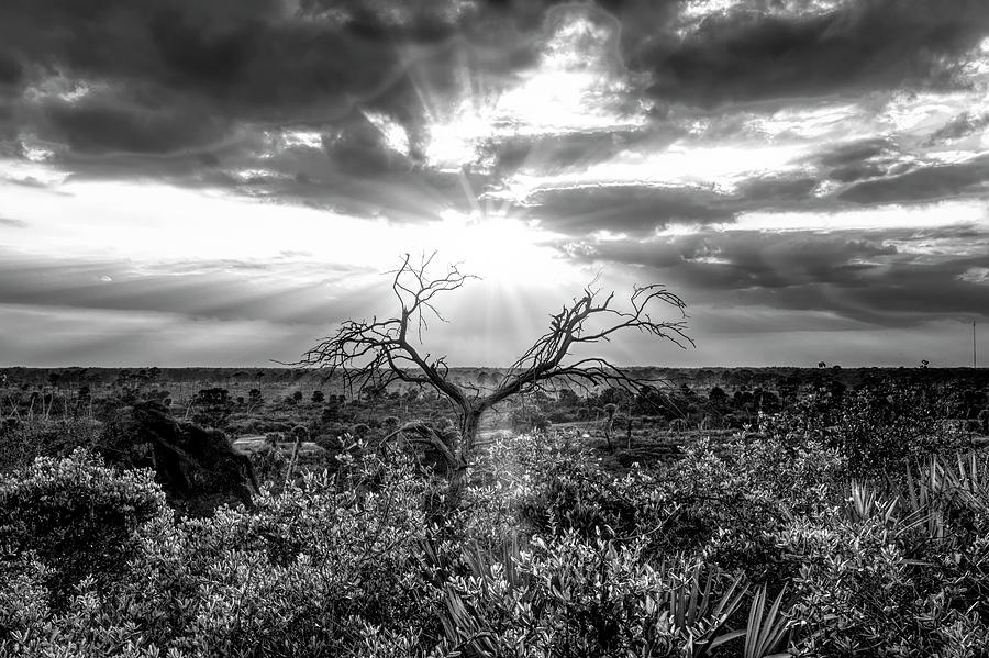 Sunset Tree in Black and White Photograph by Debra and Dave Vanderlaan