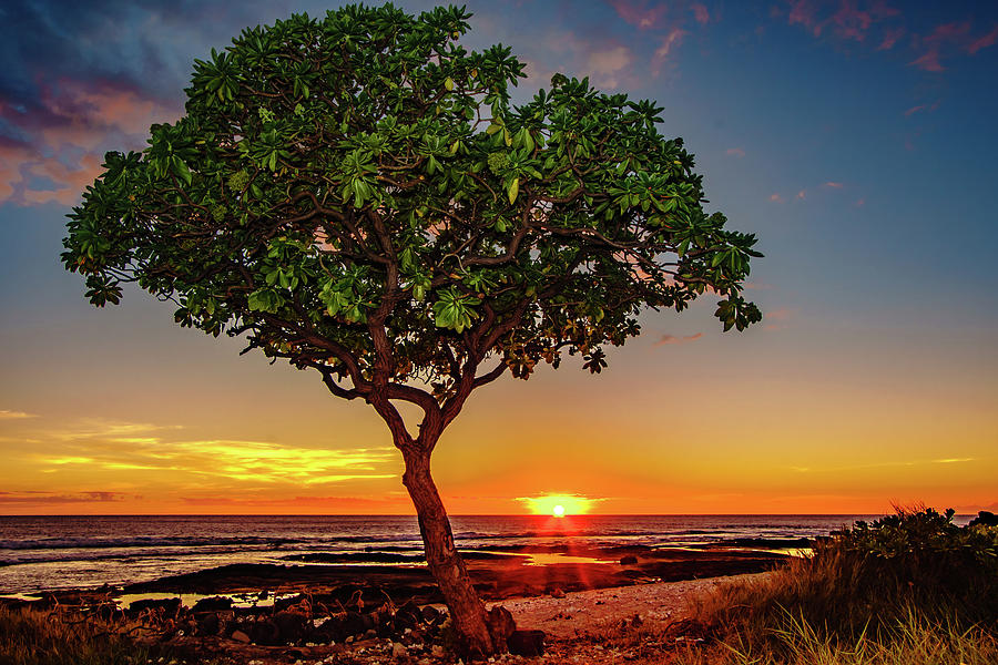 Sunset Tree Photograph by John Bauer