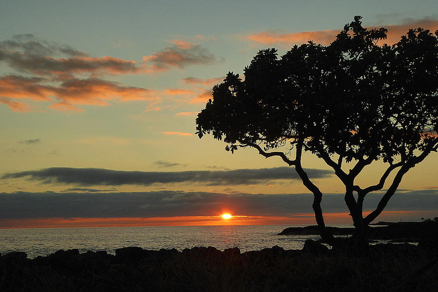 Sunset Tree Photograph by Lori Seaman