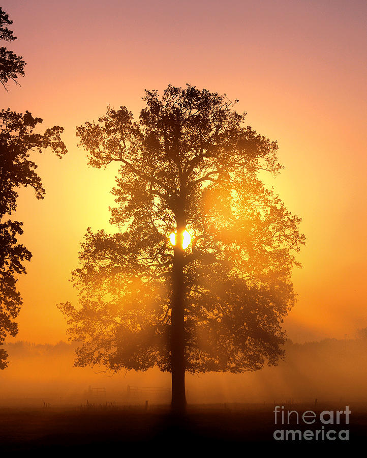 Sunset Tree by Luc Van de Steeg Sunset Tree by Luc Van de Steeg