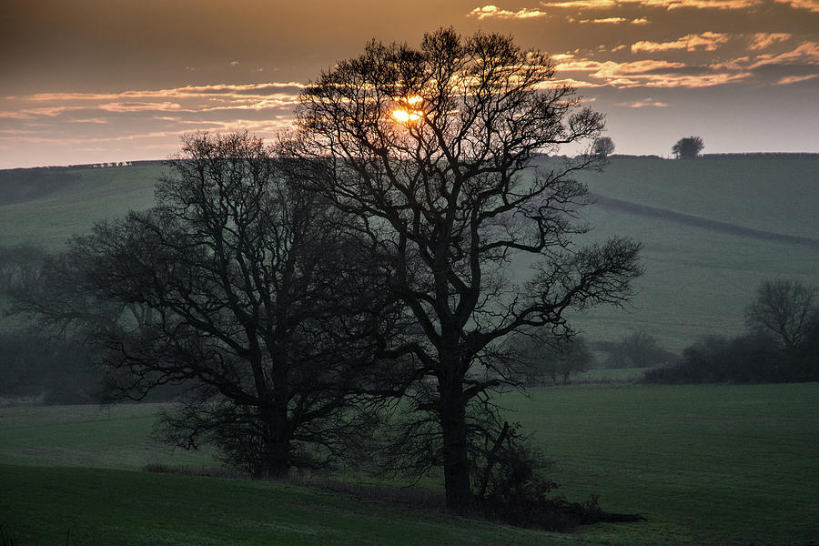 Sunset Tree Photograph by Mark Hunter