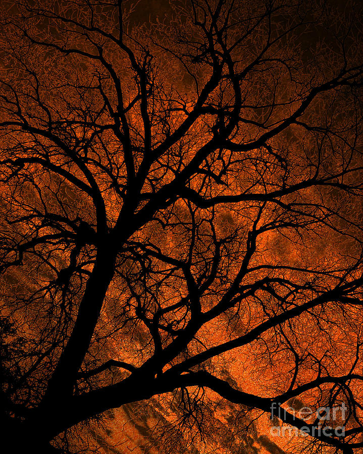 Sunset Tree Of Light by Kathy M Krause Sunset Tree Of Light by Kathy M Krause