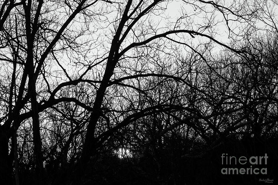 Sunset Tree Silhouette Abstract Grayscale Photograph by Jennifer White