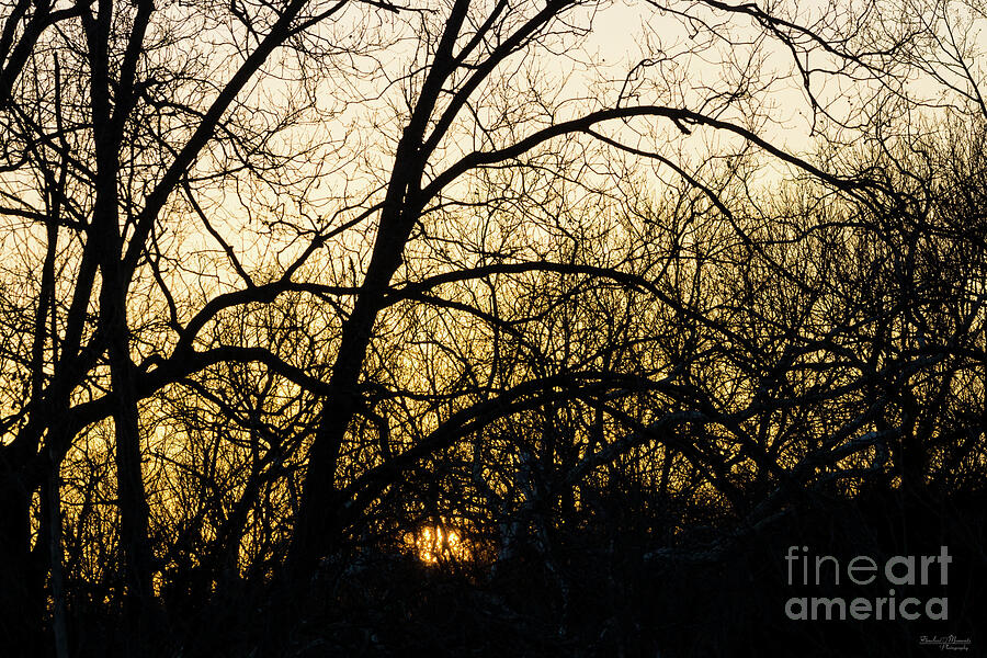 Sunset Tree Silhouette Abstract Photograph by Jennifer White