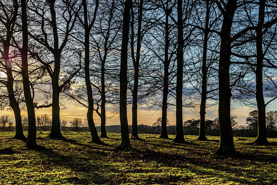 Sunset Tree Silhouettes Photograph by Framing Places