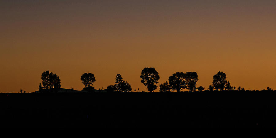 Sunset trees silhouette Photograph by Julieta Belmont
