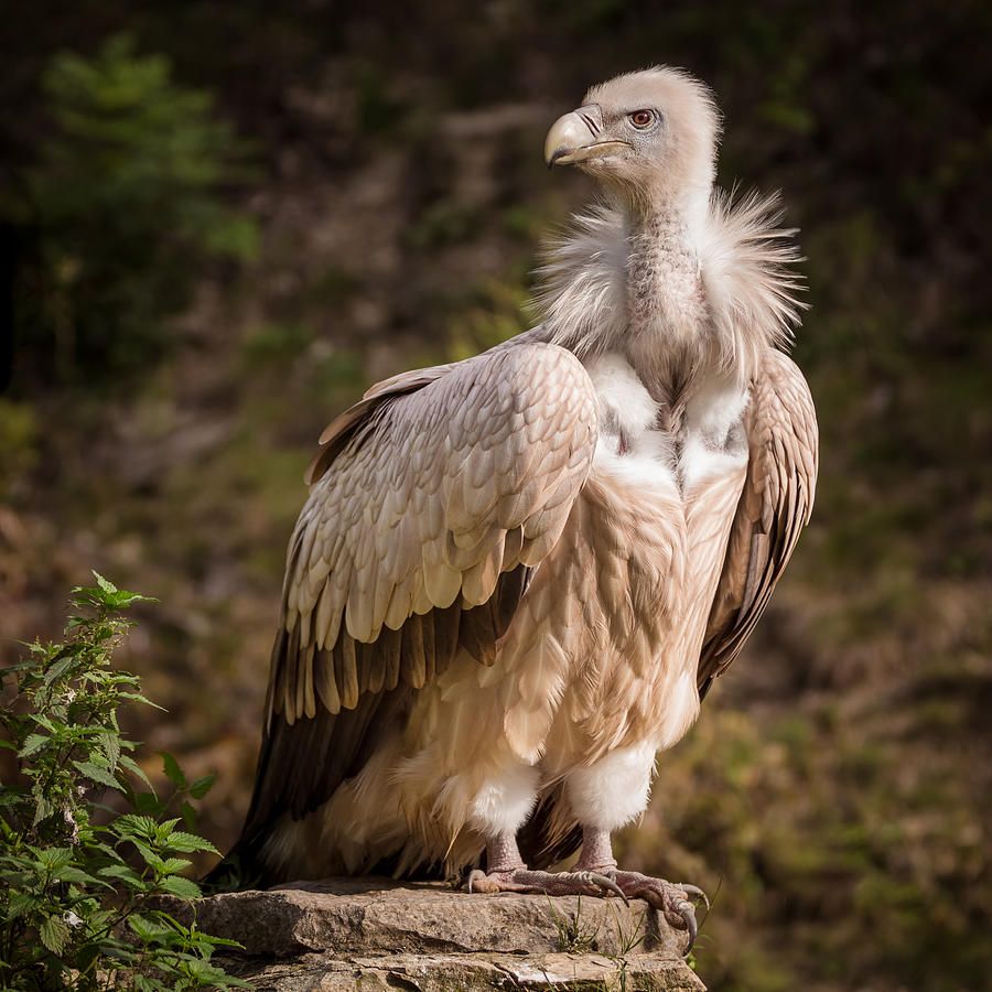 Vulture Photograph - Sunset Vulture Portrait by Sebastian Graf