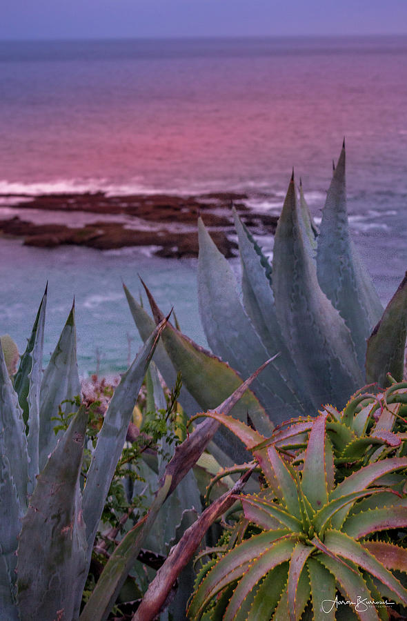 Sunset Water Aloe and Agaves Photograph by Aaron Burrows